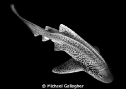 Leopard shark in black and white at Julian Rocks, Byron Bay by Michael Gallagher 